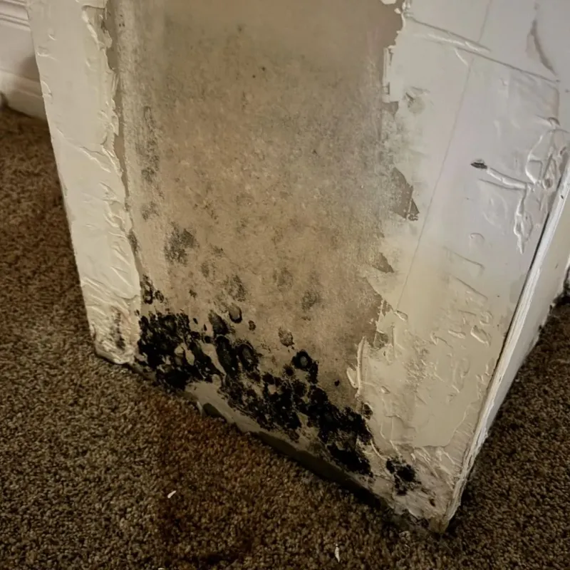 Professional Mold Removal in Chapel Hill, NC